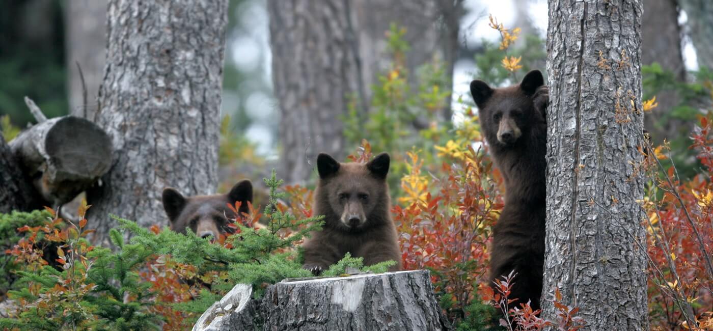 Bears looking at camera